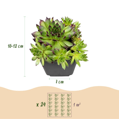 Sempervivum Big Sam. Infographie sur fond blanc montrant la hauteur (10-12 cm) et le diamètre du pot (7 cm). Le schéma indique 24 plants par