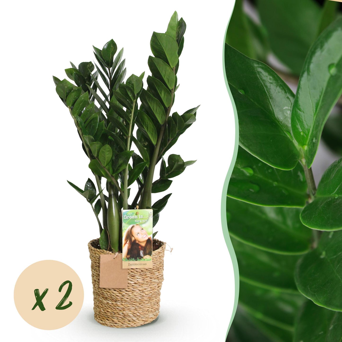Une élégante Zamioculcas, aussi appelée Plante ZZ, avec son feuillage vert foncé brillant dans un pot en osier tressé naturel, et un zoom