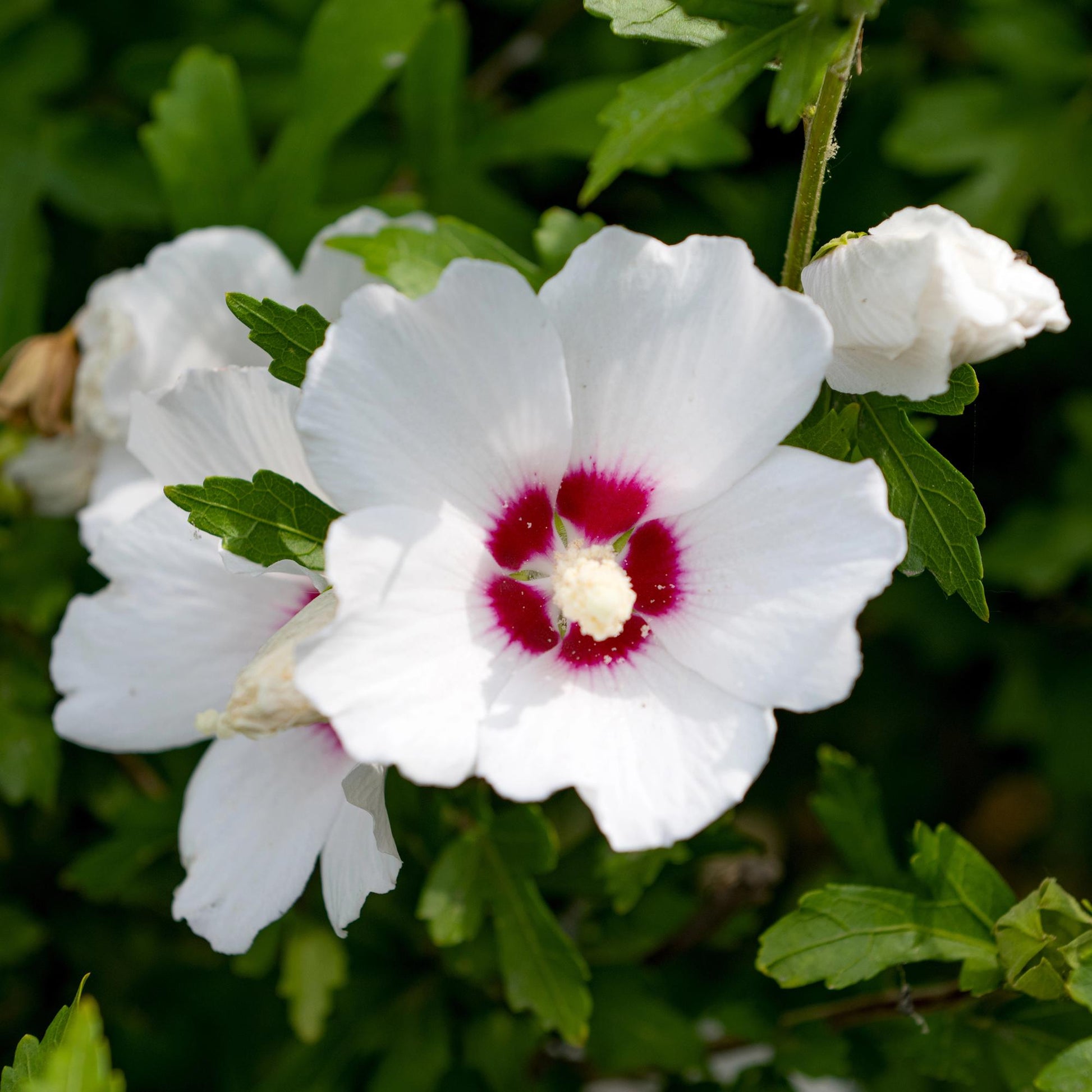 Hibiscus syriacus Red Heart : gros plan d'une fleur blanche éclatante avec un cœur rouge profond, entourée de feuillage vert.