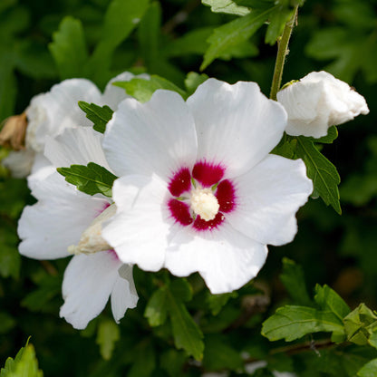 Hibiscus syriacus Red Heart : gros plan d'une fleur blanche éclatante avec un cœur rouge profond, entourée de feuillage vert.