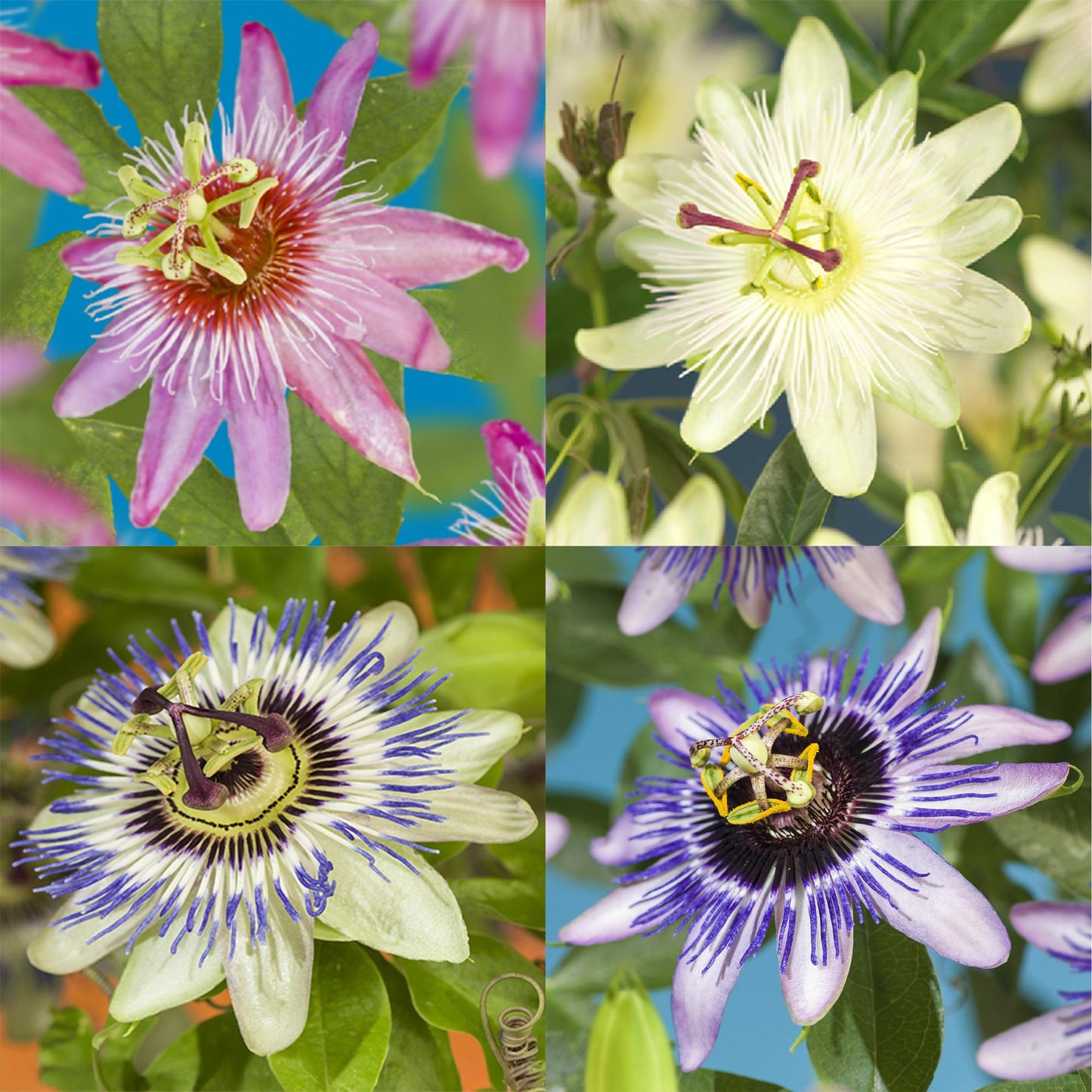Passiflora caerulea : Quatre fleurs de passion aux couleurs variées (rose, crème, bleu-blanc, violet), avec leurs structures complexes et dé