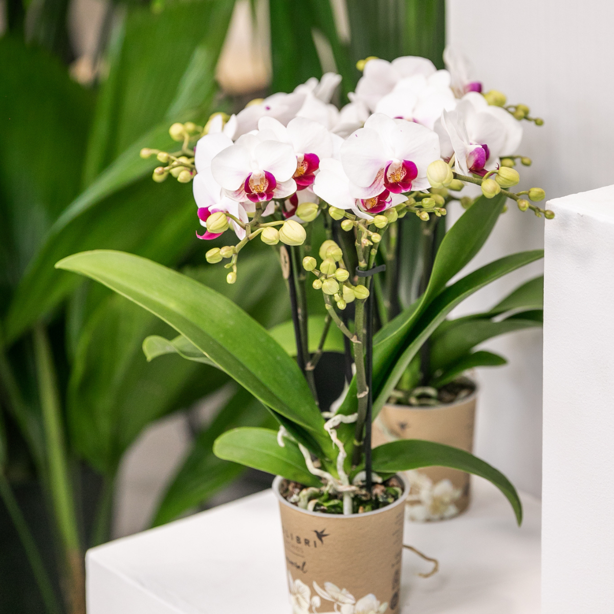 Orchidée Phalaenopsis blanche en pot