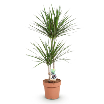 Plantes d'intérieur - Dracaena Marginata - Arbre de dragon - Peu d'entretien - Vert - 1 Plante - Pot 21cm - Hauteur 90-100cm
