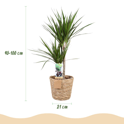 Plantes d'intérieur - Dracaena Marginata - Arbre à dragon - Peu d'entretien - avec panier - Vert - 1 Plante - Pot 21cm - Hauteur 90-100cm