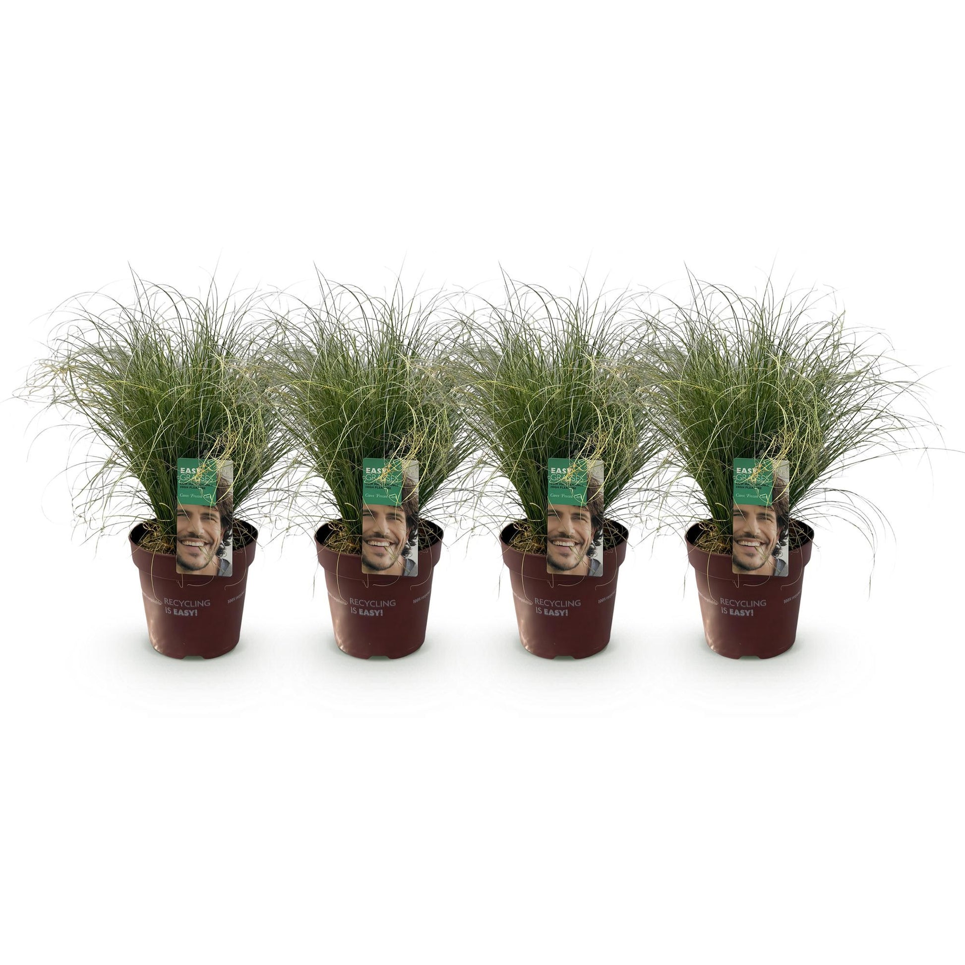Carex comans Frosted Curls. Quatre plants en pot de 17 cm, hauteur 50 cm, sur fond blanc. Graminées ornementales vertes et persistantes.