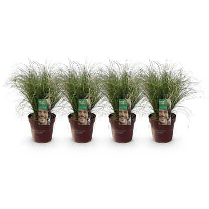 Carex comans Frosted Curls. Quatre plants en pot de 17 cm, hauteur 50 cm, sur fond blanc. Graminées ornementales vertes et persistantes.