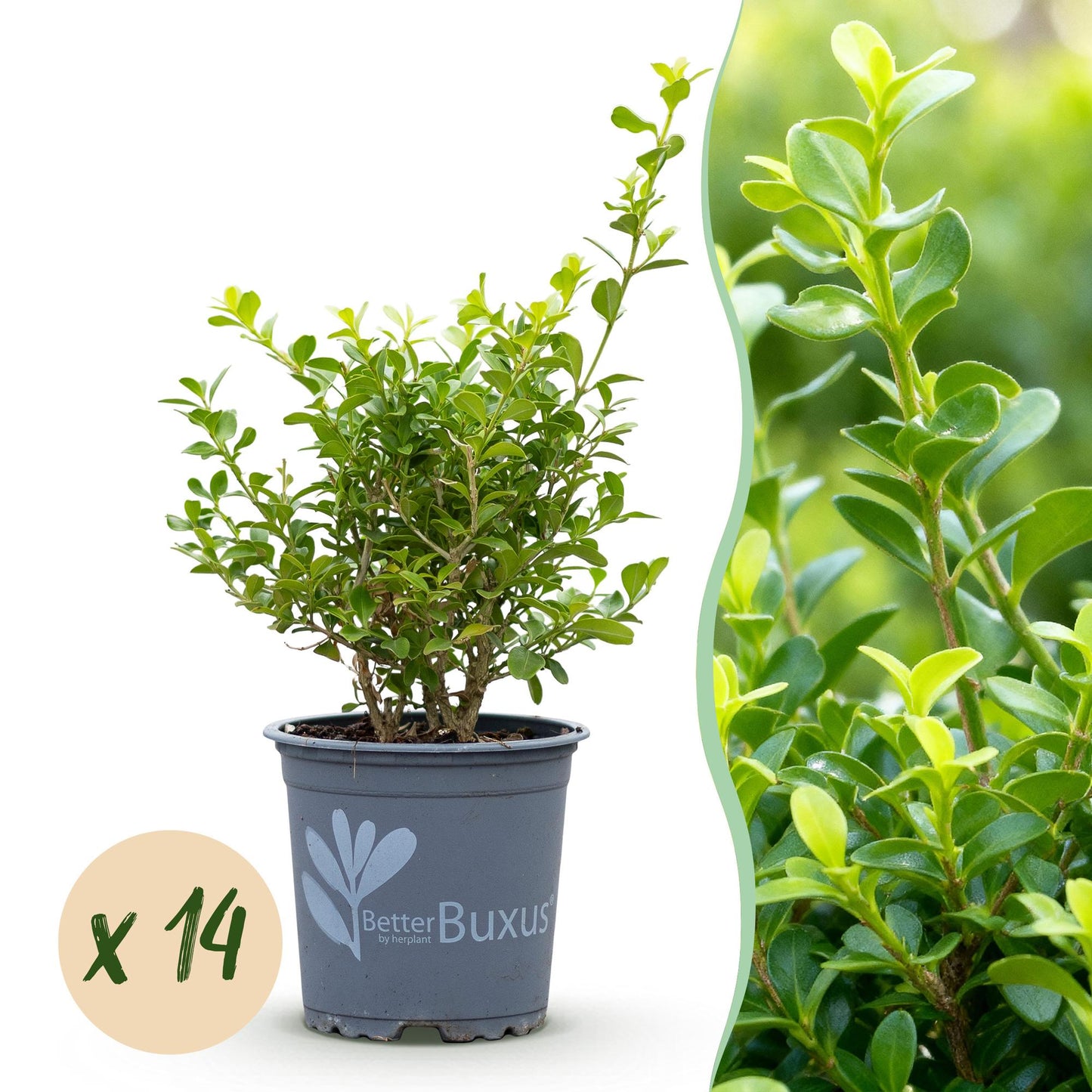BetterBuxus Babylon Beauty en pot sur fond blanc avec un gros plan du feuillage vert vif et une pastille 'x 14' indiquant la quantité.