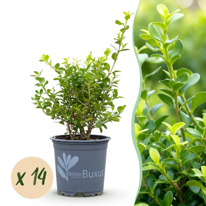BetterBuxus Babylon Beauty en pot sur fond blanc avec un gros plan du feuillage vert vif et une pastille 'x 14' indiquant la quantité.