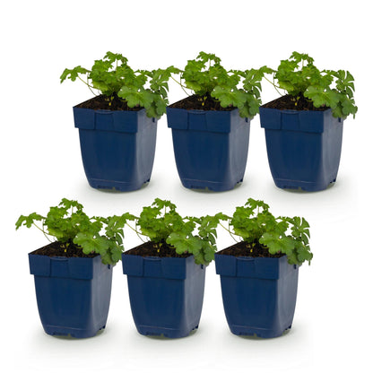 Géranium macr. Czakor. Six jeunes plants de géranium vivace en pots bleus, alignés sur un fond blanc uni, prêts à être plantés.