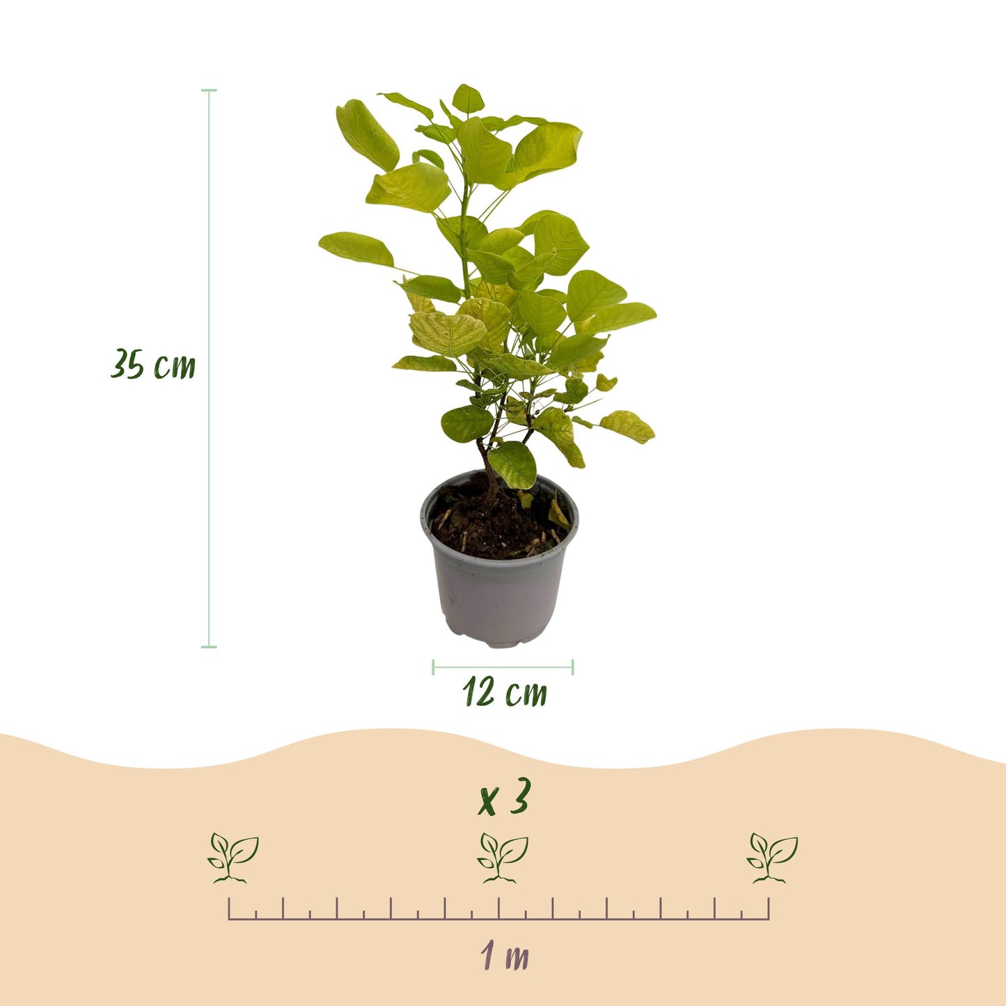 Cotinus coggyria Golden Spirit : un plant en pot avec les dimensions (hauteur 35 cm, pot 12 cm) et l'espacement de plantation de 1 mètre pou