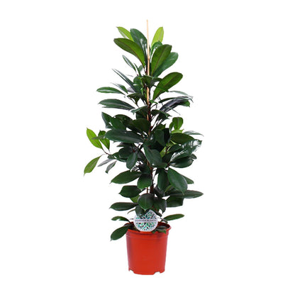 Ficus cyathistipula en pot de 21 cm, hauteur 105 cm, photographié sur fond blanc
