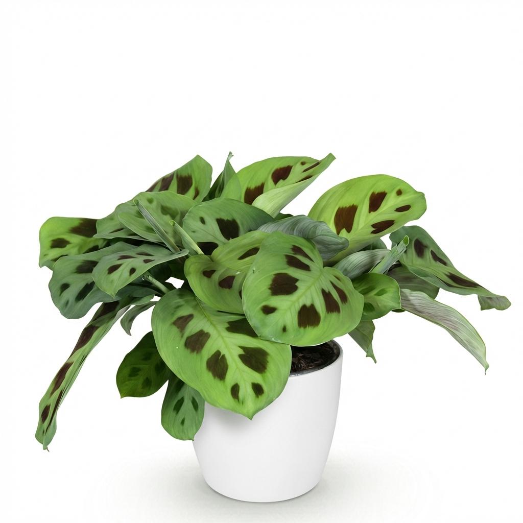 Plante d'intérieur - Maranta Fascinator Kerchoveana - Plante zèbre - Plante amicale pour les animaux - Vert - 1 Plante - avec Potter Blanc - Pot 12cm - Hauteur 25cm