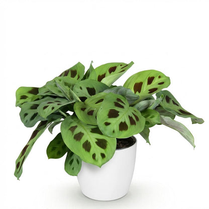 Plante d'intérieur - Maranta Fascinator Kerchoveana - Plante zèbre - Plante amicale pour les animaux - Vert - 1 Plante - avec Potter Blanc - Pot 12cm - Hauteur 25cm
