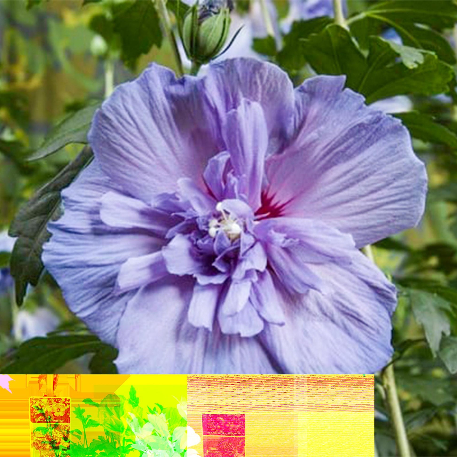 Hibiscus syriacus Blue Chiffon®. Gros plan sur une magnifique fleur d'hibiscus aux pétales bleu lavande, avec un cœur plus dense.