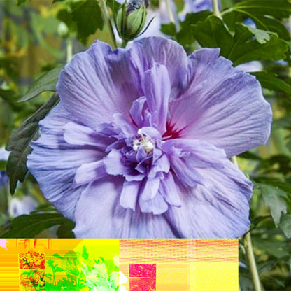 Hibiscus syriacus Blue Chiffon®. Gros plan sur une magnifique fleur d'hibiscus aux pétales bleu lavande, avec un cœur plus dense.
