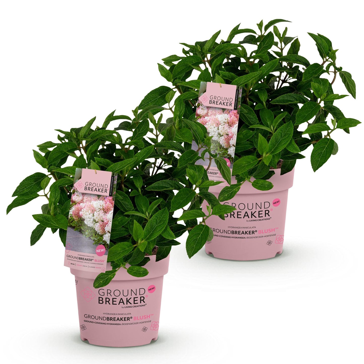 Hydrangea paniculata Groundbreaker Blush. Lot de deux hortensias en pots roses, étiquetés, sur fond blanc.