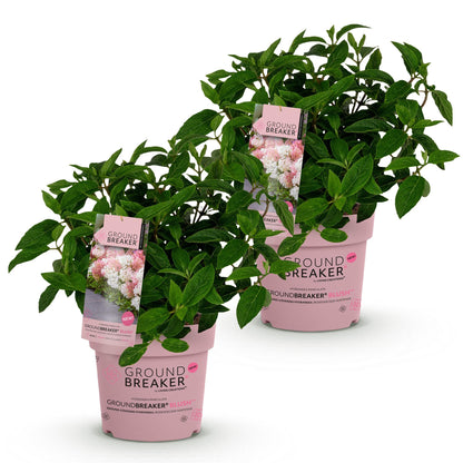 Hydrangea paniculata Groundbreaker Blush. Lot de deux hortensias en pots roses, étiquetés, sur fond blanc.