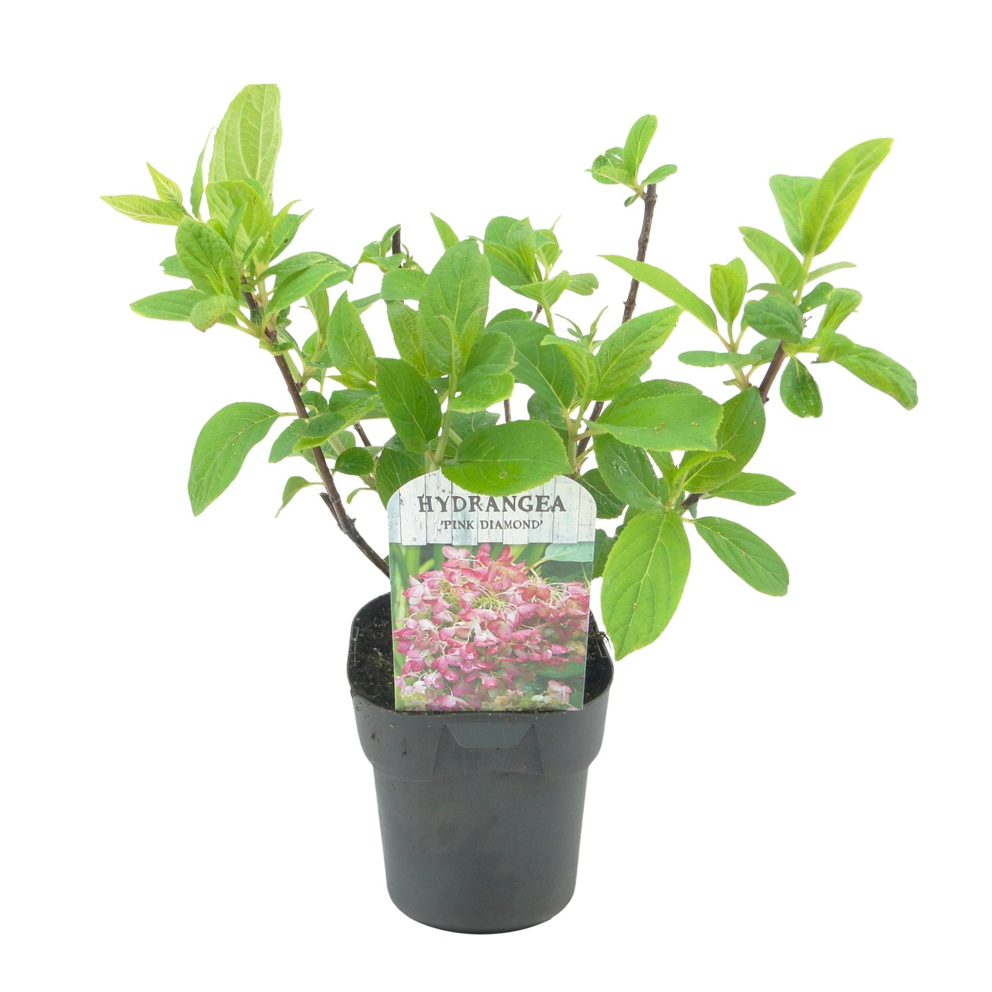 Hortensia Hydrangea panniculata Pink Diamond en pot sur fond blanc, avec de jeunes pousses vertes et une étiquette montrant des fleurs rose 