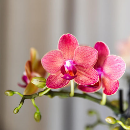 Lot de 4 orchidées Phalaenopsis 'Congo' rouge - Pot 9 cm