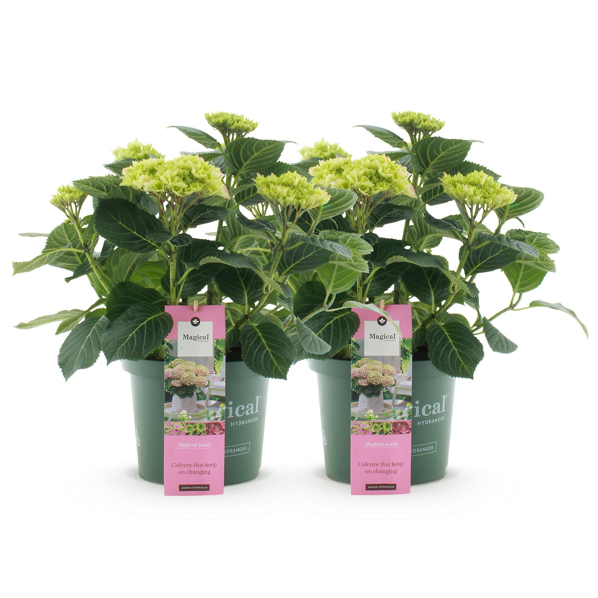 Hortensia Hydrangea Magical Jewel Blue : Lot de deux hortensias en pots sur fond blanc. Chaque plante arbore des feuilles vertes et des fleu