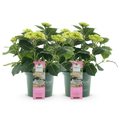 Hortensia Hydrangea Magical Jewel Blue : Lot de deux hortensias en pots sur fond blanc. Chaque plante arbore des feuilles vertes et des fleu