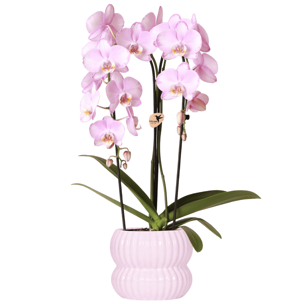 Orchidée Phalaenopsis 'Niagara Falls' rose avec cache-pot nervuré arrondi rose clair