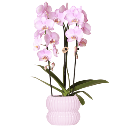 Orchidée Phalaenopsis 'Niagara Falls' rose avec cache-pot nervuré arrondi rose clair