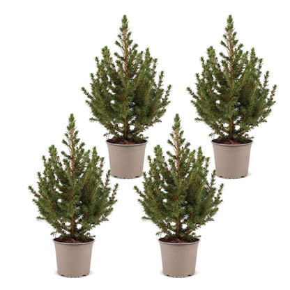 Épicéa de l'Alberta 'Conica' lot de 4 sapins en pot de 13 cm