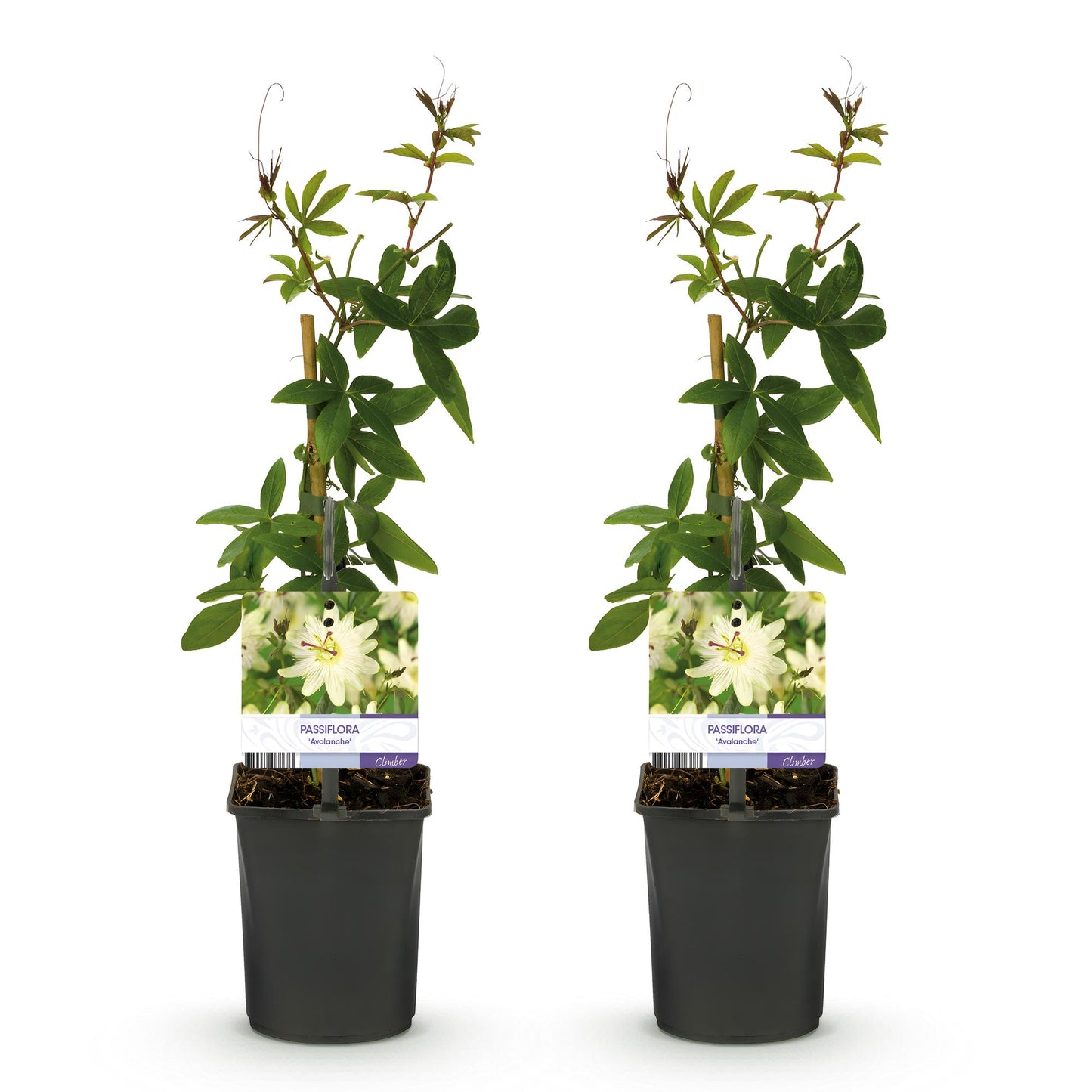 Passiflora Avalanche : deux plants de fleurs de passion à fleurs blanches, en pot de 11cm, sur fond blanc.