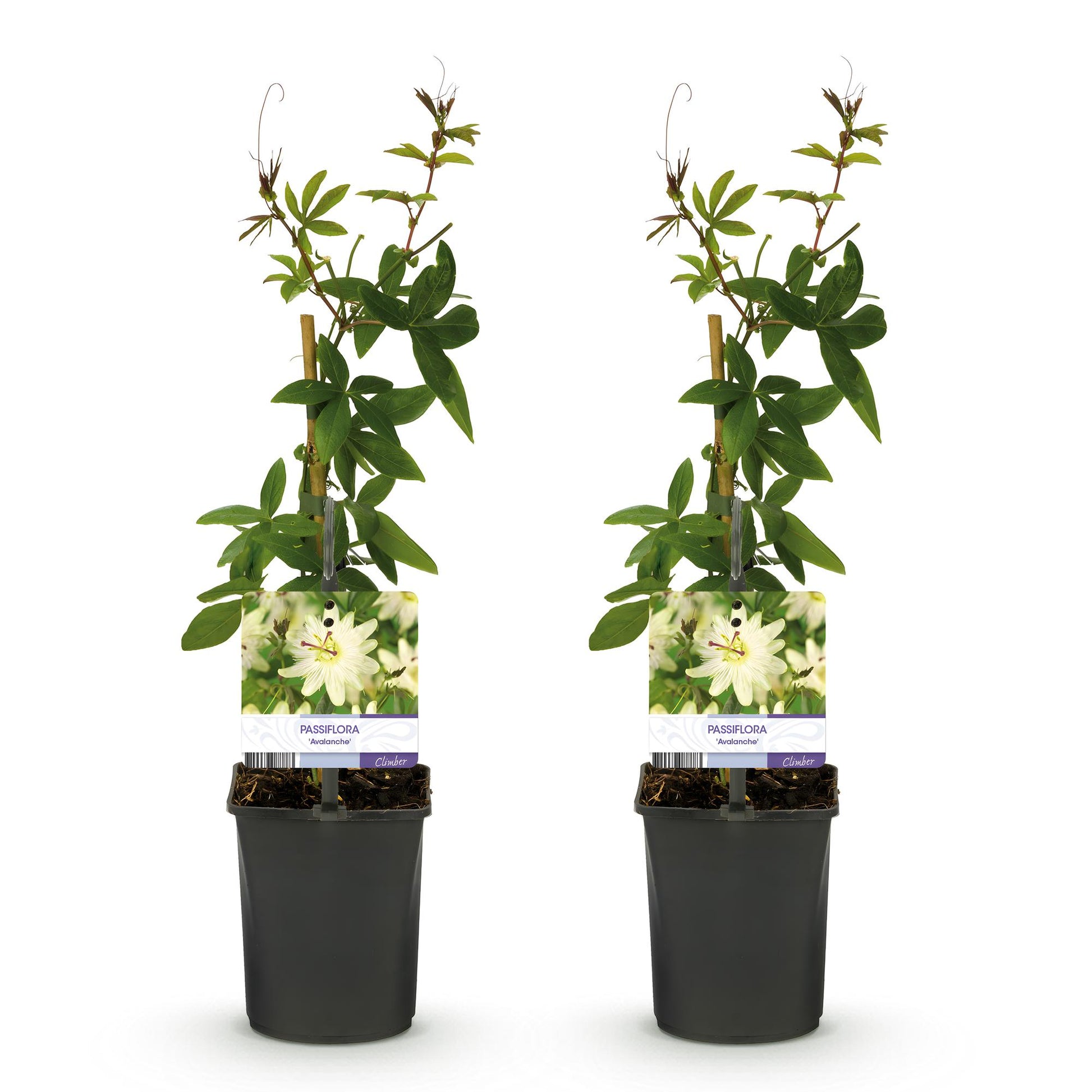 Passiflora Avalanche : deux plants de fleurs de passion à fleurs blanches, en pot de 11cm, sur fond blanc.