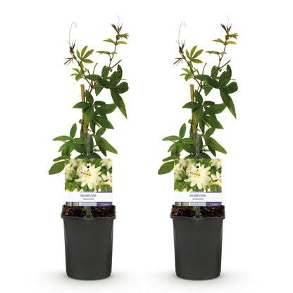 Passiflora Avalanche : deux plants de fleurs de passion à fleurs blanches, en pot de 11cm, sur fond blanc.
