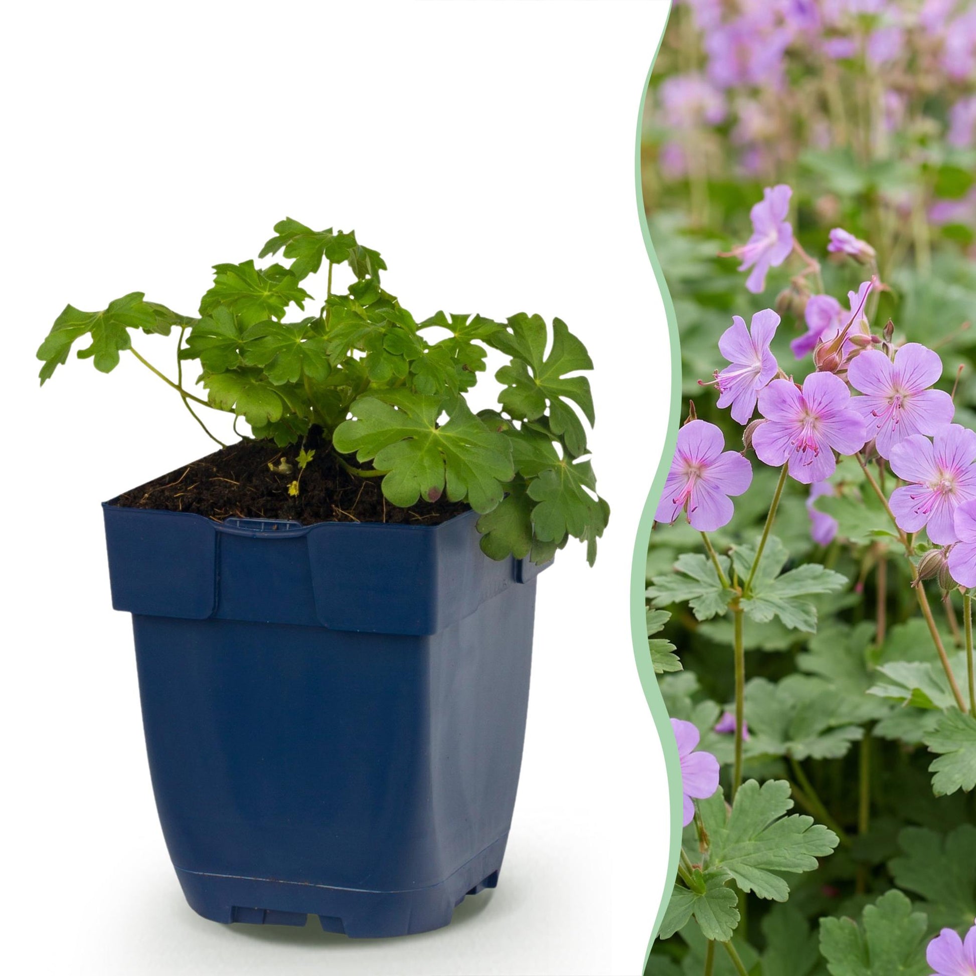 Géranium macr. Czakor. Plant en pot bleu à gauche et image de la plante fleurie avec des fleurs violet-rose à droite.