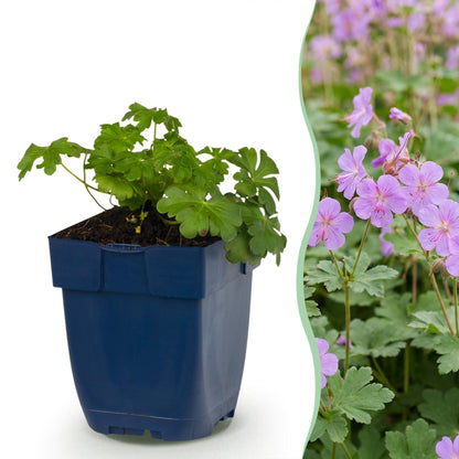 Géranium macr. Czakor. Plant en pot bleu à gauche et image de la plante fleurie avec des fleurs violet-rose à droite.