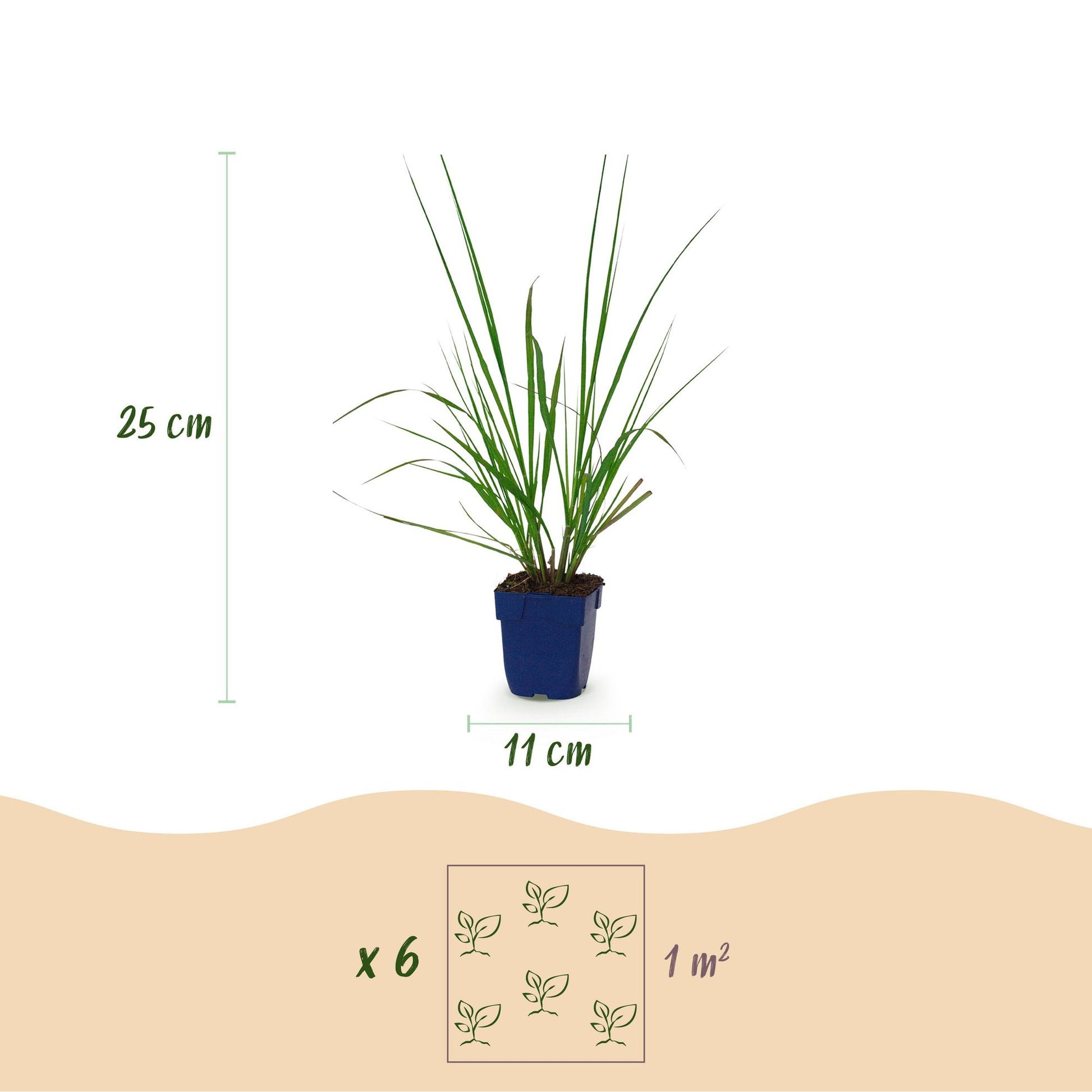 Pennisetum alop. Black Beauty - Herbe à lampes : schéma montrant un plant en pot de 11cm de diamètre et 25cm de hauteur. Une infographie ind