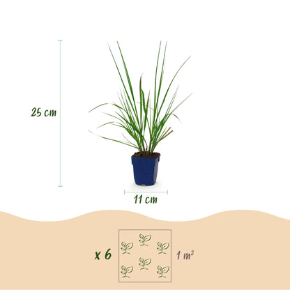 Pennisetum alop. Black Beauty - Herbe à lampes : schéma montrant un plant en pot de 11cm de diamètre et 25cm de hauteur. Une infographie ind