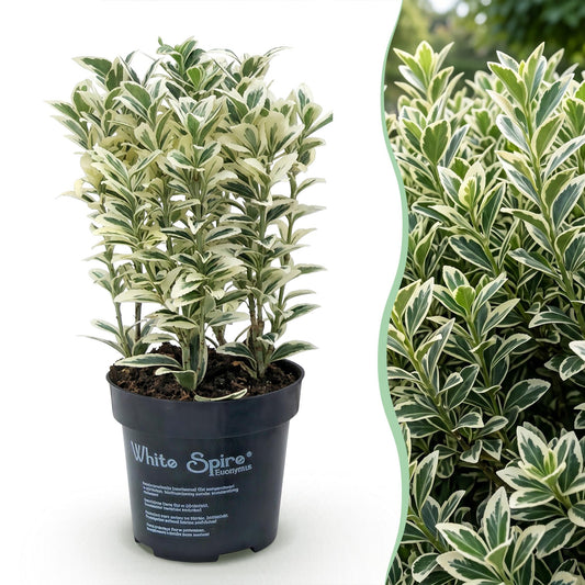 Euonymus japonicus White Spire : montage photo d'un plant en pot sur fond blanc et d'une haie luxuriante au feuillage panaché vert et blanc.