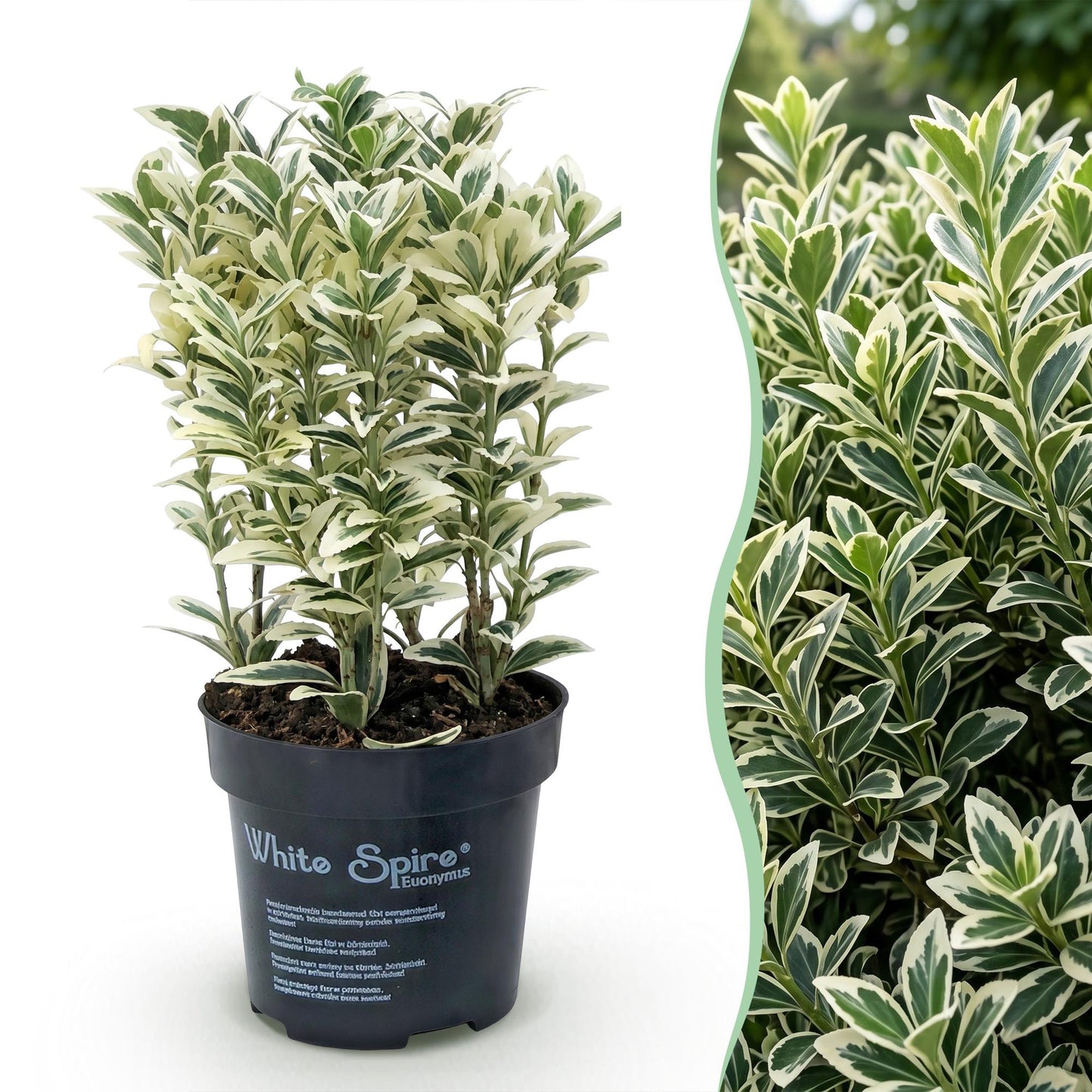 Euonymus japonicus White Spire : montage photo d'un plant en pot sur fond blanc et d'une haie luxuriante au feuillage panaché vert et blanc.