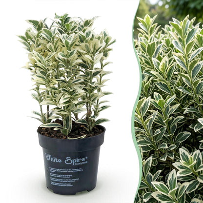Euonymus japonicus White Spire : montage photo d'un plant en pot sur fond blanc et d'une haie luxuriante au feuillage panaché vert et blanc.