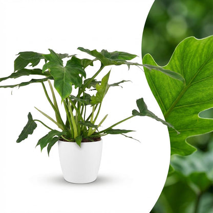 Plante d'intérieur - Philodendron - Philodendron Lacerum - Vert - Peu d'entretien - 1 Plante - avec Potter Blanc - Pot 19cm - Hauteur 65cm