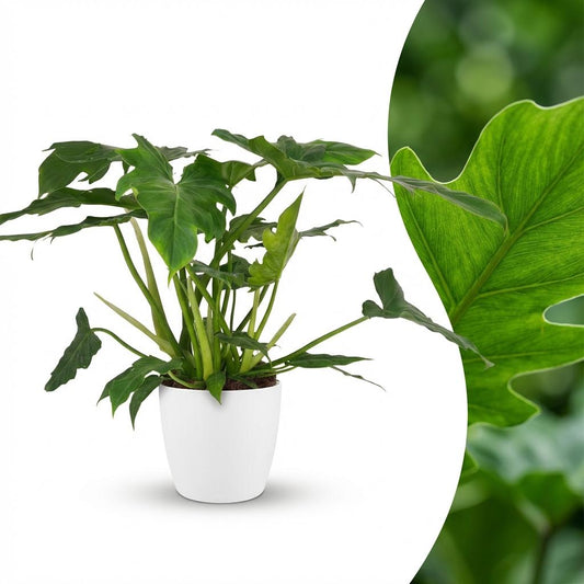 Un Philodendron lacerum aux feuilles vert foncé luxuriantes dans un élégant pot blanc, avec un gros plan sur un feuillage