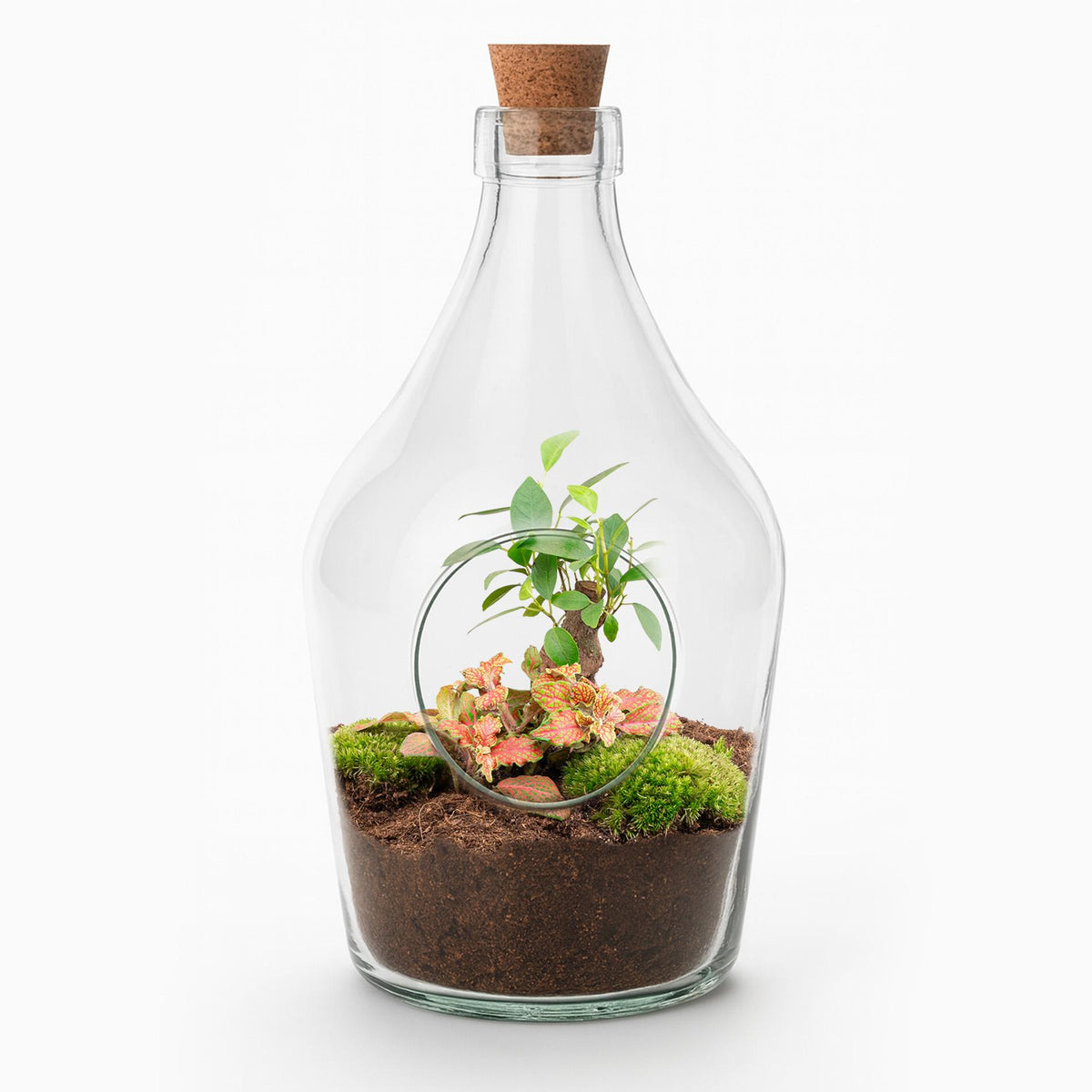 Terrarium ouvert en bouteille 3 L : Bonsaï et Fittonia Ruby Lime