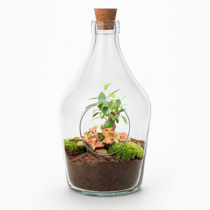 Terrarium ouvert en bouteille 3 L : Bonsaï et Fittonia Ruby Lime