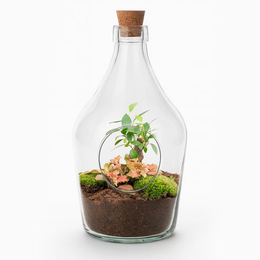 Terrarium ouvert en bouteille 3 L : Bonsaï et Fittonia Ruby Lime