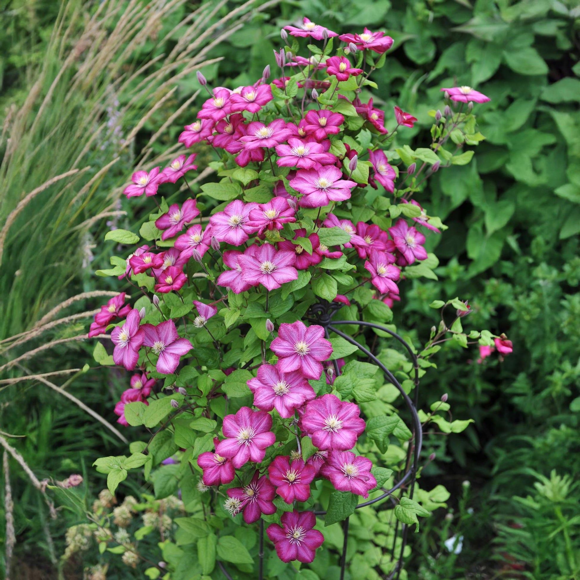 Clematis Ville de Lyon grimpante, avec des fleurs roses vibrantes, poussant sur un treillis dans un jardin luxuriant.