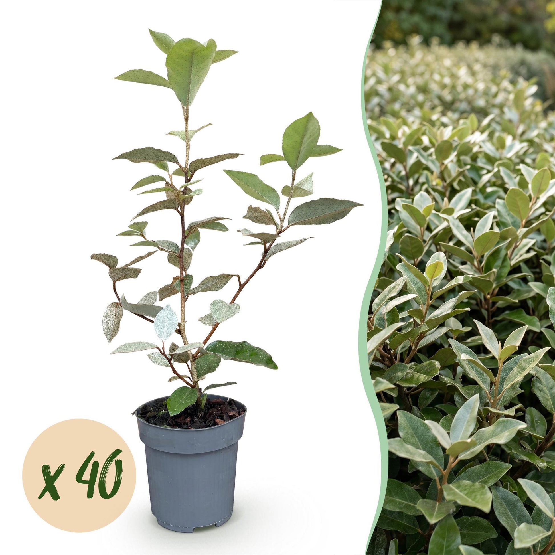 Elaeagnus ebbingei Compacta : un jeune plant en pot avec une pastille "x 40", à côté d'une haie dense et feuillue d'Elaeagnus ebbingei.
