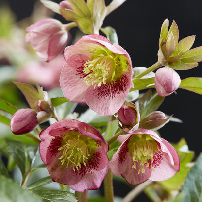 Hellébore 'Dacaya' Helleborus x hybridus en pot de 19 cm, fleurs rose soutenu à cœur vert-jaune