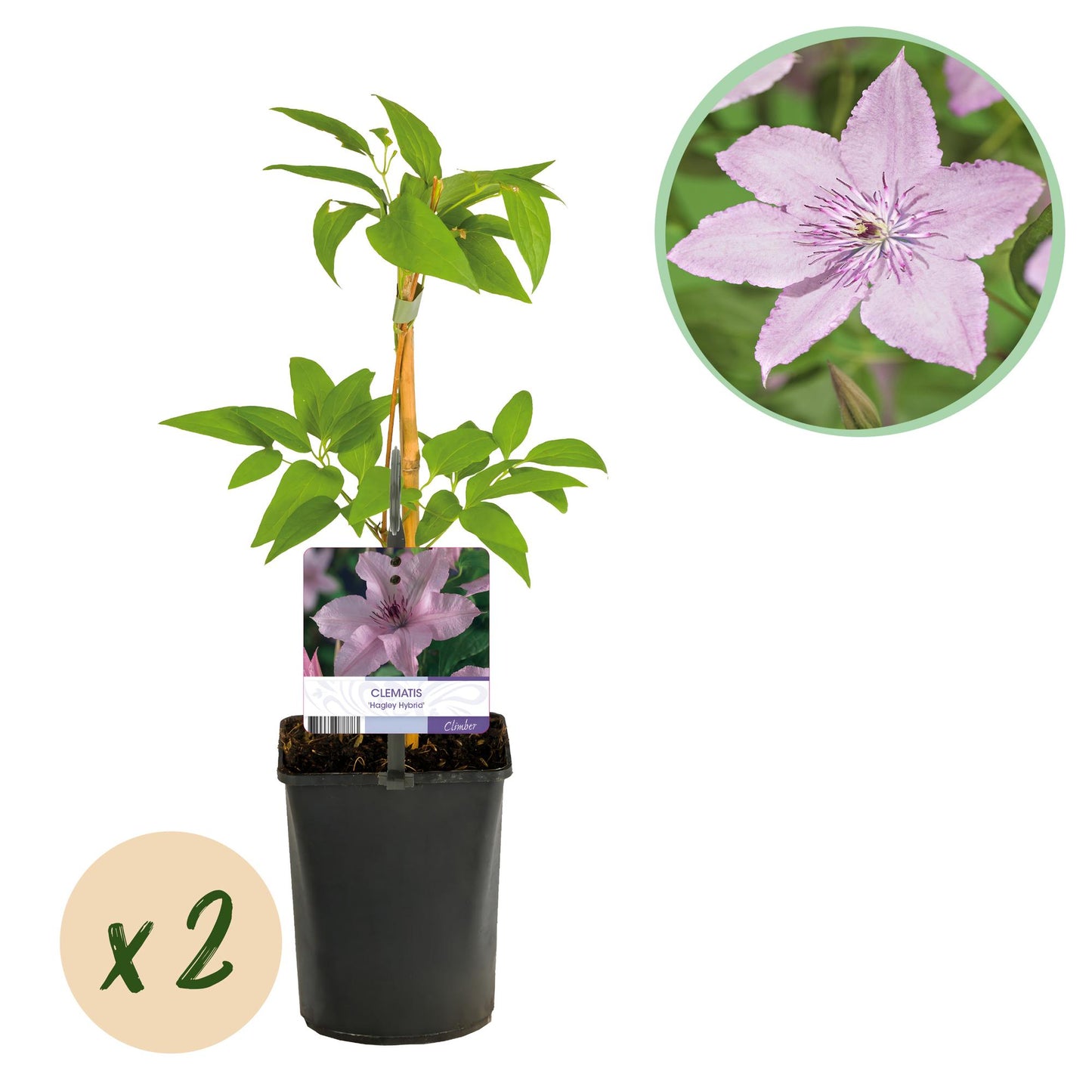 Clématite Hagley Hybrid : deux plants en pot avec des fleurs roses pâles et une étiquette d'identification sur fond blanc.