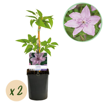 Clématite Hagley Hybrid : deux plants en pot avec des fleurs roses pâles et une étiquette d'identification sur fond blanc.