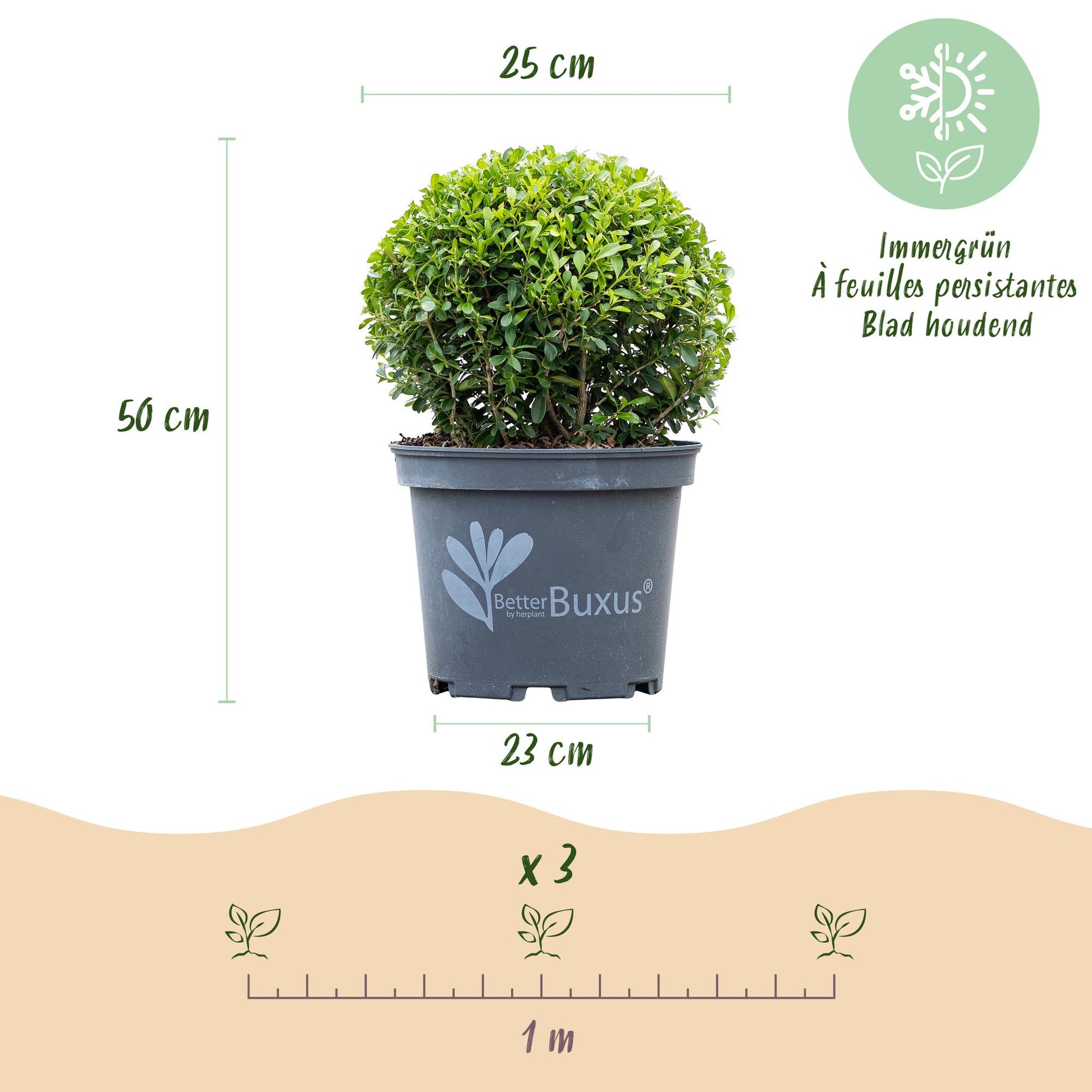 BetterBuxus Skylight en boule dans son pot, avec ses dimensions (hauteur 50cm, diamètre 25cm, pot 23cm) et un espacement de plantation de 1m