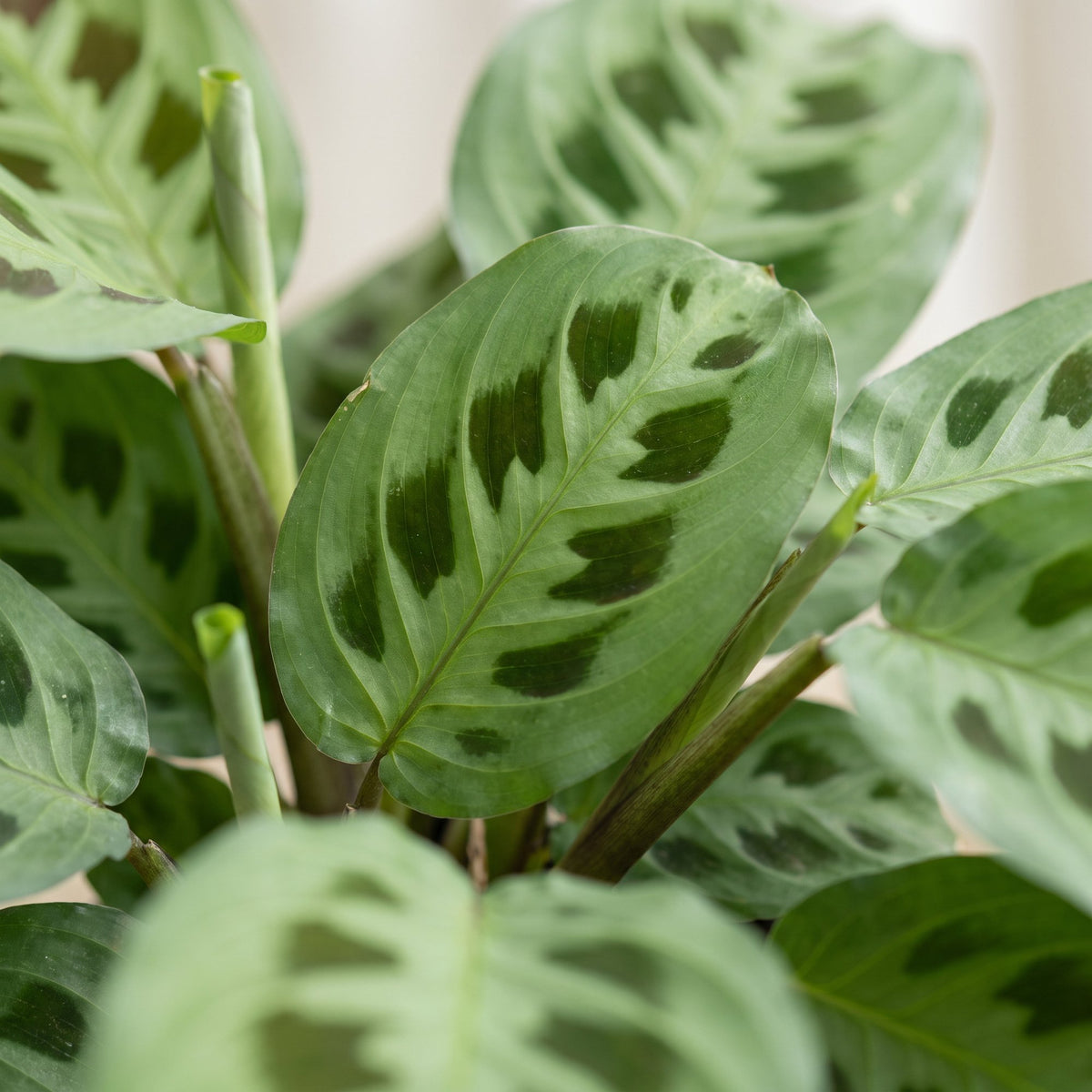 Détail du feuillage de Maranta Kerchoveana